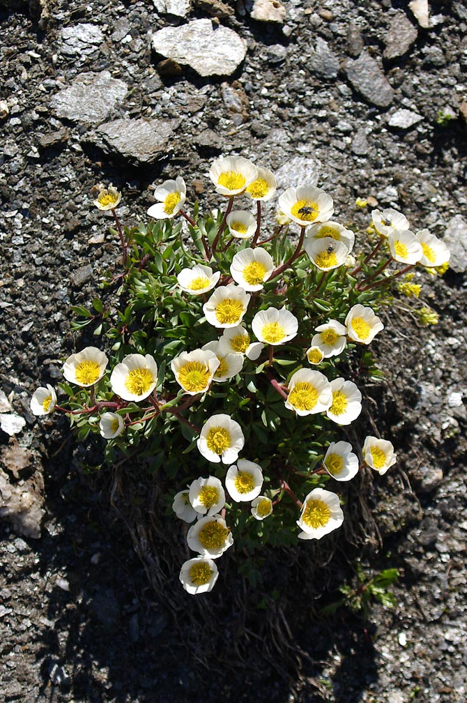 Ranunculus glacialis / Ranuncolo dei ghiacciai